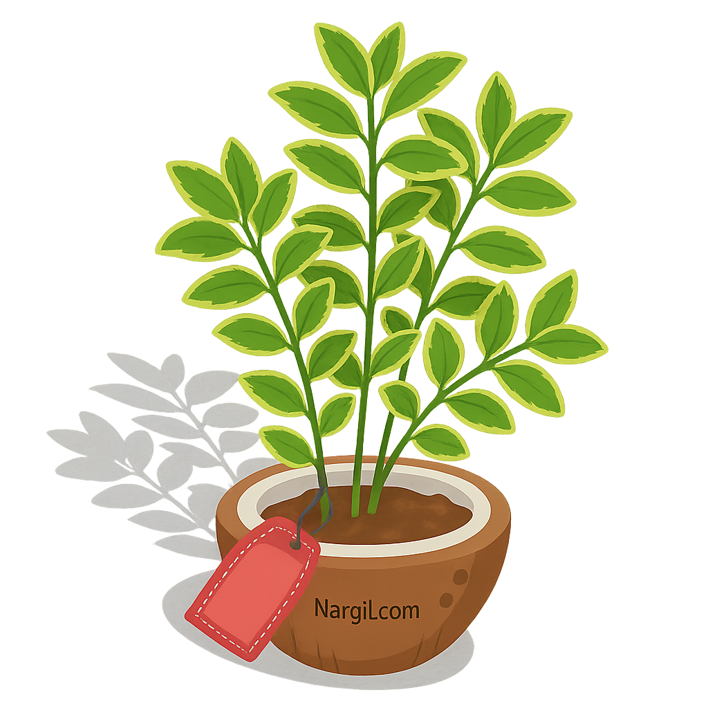  Nargil - Wintercreeper